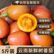 樹番茄新鮮洋酸茄大樹番茄云南特產(chǎn)蔬菜水果西紅柿樹蕃茄小番茄 【小果】2500g（11個(gè)左右/斤）