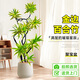 花財主金邊百合竹盆栽植物室內客廳落地綠植花卉盆景辦公室桌面好養綠植 金邊1.8-2.0米【聚寶盆】 百合竹