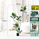 羅曼媽媽橡皮樹(shù)大型仿真綠植盆栽仿生假植物室內(nèi)客廳輕奢落地大擺件盆景 5桿綠色異形橡皮樹(shù)180cm