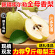 果燃彬彬正宗新疆香梨新鮮水果冰糖梨子應當季整箱5/10斤孕婦庫爾勒小梨子 精選特大果9斤 I 單果130克+