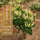 四萬(wàn)公里 40000KM金銀花樹(shù)苗北花1號果樹(shù)樹(shù)苗盆栽地栽庭院爬藤食用植物源頭直發(fā)包郵