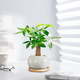 愛(ài)優(yōu)尚招財樹(shù)發(fā)財樹(shù)盆栽桌面擺件盆景辦公室植物綠植白盆源頭直發(fā)