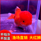 智伴熊 ZIBARBEAR紅獅子頭觀(guān)賞魚(yú)活體冷水魚(yú)好養耐活紅國獅小金魚(yú)淡水魚(yú)黑龍晴活魚(yú) 14-16cm大紅獅1條