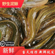 漁水依漁水依泥鰍泥鰍青鰍生態(tài)淡水土泥鰍黃鰍新鮮活魚現(xiàn)殺漁水依生鮮 大號（每斤10-20條）活體發(fā) 2斤