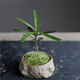 八芽海島羅漢松指尖微型盆栽桌面小綠植迷你拇指好養植物源頭直發(fā)包郵 海島礁石羅漢松 陶瓷盆-帶盆栽好