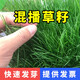伍哲進(jìn)口草坪種子免修剪四季青草籽護(hù)坡固土馬尼拉草皮黑麥草冬季矮生 混播四季青1斤 【復(fù)綠速度快】