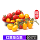 桃李村【順豐】新鮮紅黃圣女果 彩色雙色小西紅柿沙拉食材 1000g