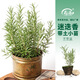 壽禾 迷迭香苗綠植盆栽匍匐新鮮食用香草苗秋冬季室內(nèi)四季盆栽植物 迷迭香小苗5棵（7-20cm）