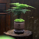 聽雪樓文竹盆栽植物室內(nèi)桌面辦公室綠植花卉盆栽盆景小盆栽h 文竹+紫砂上善若水+圓底座