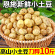 卉雙恩施小土豆10斤現挖迷你黃心新鮮現挖馬鈴薯洋芋蔬菜農家迷你土豆 小土豆 5斤 （雞蛋大?。? title=