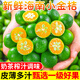 甘福園海南青金桔小金桔5斤新鮮水果香水檸檬奶茶店泡水飲金橘整箱包郵 海南青金桔【產(chǎn)地直發(fā)】 5斤大果