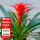 花翁鴻運(yùn)當(dāng)頭盆栽植物大紅星帶花綠植源頭直發(fā) 50-60cm（原盆）