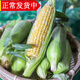 辰實(shí)云南水果玉米甜玉米 新鮮甜嫩水果玉米棒 甜玉米包谷 3斤【云南水果玉米】