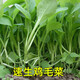 速生雞毛菜種子小油菜小白菜生長快易種植盆栽陽臺庭院耐熱抗寒 雞毛菜約600粒（原廠）