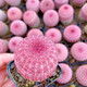 紅太陽(yáng)仙人球稀有品種開(kāi)花多肉植物盆栽花卉仙人掌小型綠植桌面花 紅太陽(yáng)5厘米【2顆】