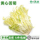 黃心苦菊新鮮蔬菜苦菊蔬菜沙拉西餐食材健身輕食蔬菜沙拉500g 500g