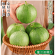 山東綠寶甜瓜當(dāng)季綠寶小香瓜石正宗脆瓜蜜瓜綠寶石甜瓜香瓜禮盒 3斤裝（無禮盒）