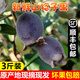 櫻鮮【順豐直達(dá)】廣東廣西稔子果桃金娘新鮮棯子崗菍山上野果山捻子水 3斤泡酒果