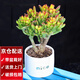 兩腿跑【送貨上門(mén)】教師節多肉植物帶盆桌面盆栽組合綠植花卉幼兒園盆栽 招財貓(nice白盆栽好)