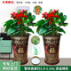 綠韻花田【兩小時達(dá)】步步高發(fā)財(cái)樹盆栽植物室內(nèi)大型植物客廳開業(yè)公司門口 紅掌一對
