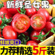味果生廣西圣女果櫻桃小番茄當季新鮮水果千禧小西紅柿孕婦水果 5斤 精選裝