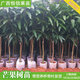芒果苗樹(shù)嫁接特大金煌芒四季紅貴妃芒果樹(shù)苖當年結果帶土地栽盆栽 試種苗【限拍1棵，無(wú)售后】 90cm(含)-99cm(含)