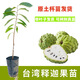 釋迦果苗樹(shù)嫁接臺灣鳳梨釋迦南方牛奶釋迦番荔枝釋迦摩尼果苗庭院 鳳梨釋迦 兩年苗