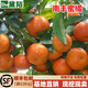 黛陌橘子苗砂糖橘子樹(shù)苗金桔苗桔子苗粑粑柑橘苗蜜橘苗桔子樹(shù)苗南北方 南豐蜜桔 4年苗2分枝以上