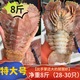 海漁鏈舟山鮮活冷凍琵琶蝦 海鮮 冷凍九齒扇蝦 蝦姑排 琵琶蝦超大號 8斤(凈重)  28-30只