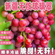 曠古農(nóng)業(yè)新疆玻璃脆翠葡萄 4斤裝 無(wú)籽紅提 吐魯番提子新鮮水果整箱