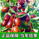 和田玉棗樹(shù)苗沾化冬棗樹(shù)苗特大棗苗冰糖棗果樹(shù)苗耐寒南北方種植 5年棗樹(shù)苗當年結果少