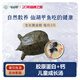 仙湖【活鮮】漢壽生態(tài)甲魚(yú)中華鱉 5年外塘散養(yǎng)水團(tuán)魚(yú)王八生鮮食補(bǔ)送禮 1.5斤3年仙湖漢壽甲魚(yú)