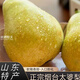 居里山東煙臺(tái)太婆梨軟糯大頭香蕉啤梨老媽子丑茄面梨菇水果特產(chǎn)整 3斤小果【單果100g+】