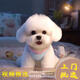 夢(mèng)茜兒比熊犬活體寵物狗法國(guó)小體比熊幼犬韓版比熊米奇耳飛耳比熊小狗 寵物級(jí) 家庭款 公