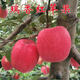 新品種瑞香紅蘋(píng)果苗當年結果南北種植嫁接晚熟瑞香紅蘋(píng)果樹(shù)苗 6年苗苗