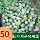 我老家正宗新鮮綠殼蛋烏雞蛋土雞蛋當(dāng)天深山養(yǎng)殖非大個(gè)30-35g散養(yǎng)整箱 50枚月子蛋烏雞蛋