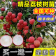 無(wú)核荔枝樹(shù)苖南方種植妃子笑冰荔嫁接果樹(shù)苗北方四季種植當年結果 無(wú)核荔枝苗【帶土帶葉發(fā)貨】 2年苗【買(mǎi)一+一】