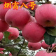 大果蘋(píng)果樹(shù)苗晚熟煙富8號蘋(píng)果苗果大肉脆南方北方種植地栽易活 六年壯苗結果多多高豐產(chǎn)