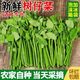 樹(shù)仔菜新鮮潮汕菜五指山野菜當季天綠涼拌菜酒樓食材特色蔬菜包郵 500g