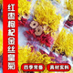 健頤年菊花枸杞紅棗茶金絲皇菊菊花茶免洗熬夜男女一朵一杯枸杞熱火氣 【60包】紅棗枸杞金絲菊