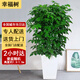 綠韻花田【兩小時達(dá)】發(fā)財樹金錢樹散尾葵天堂鳥大型室內(nèi)開業(yè)送禮好養(yǎng)綠植 幸福樹