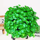 櫻霞【順豐送貨上門】銅錢草室內(nèi)盆栽花卉綠植套金錢草水培植物 銅錢草200根無盆