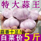 【超實(shí)惠】山東大蒜新干蒜大蒜蒜頭紫紅皮白皮大頭家用蒜便宜批發(fā) 精選大果 2500g 【甄選】