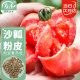 寿禾 番茄种子沙瓤西红柿盆栽蔬菜种籽 潍丰寿禾粉冠老番茄种子40粒