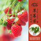 壽禾草莓苗帶土發(fā)貨大苗壽禾苗場四季帶盆栽好秋冬季批發(fā)奶油秧苗 【帶土帶盆】奶油草莓苗3盆+肥
