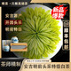 唯茶大師安吉明前白茶2025新茶特級頭采春茶正宗高山手工茶珍稀綠茶禮盒裝 江山多嬌雙罐禮盒裝
