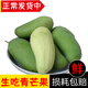 辰實(shí)【現貨】青芒果新鮮 生吃芒果  酸嘢芒腌水果當季青芒果 1斤