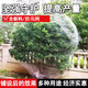 新款防鳥(niǎo)神器果樹(shù)防鳥(niǎo)網(wǎng)櫻桃樹(shù)嘉寶樹(shù)防鳥(niǎo)罩防護網(wǎng) 2.5厘米孔7米x7米/適用2米樹(shù)