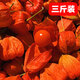 2025新鮮東北紅姑娘果泡水喝苦姑娘燈籠果中藥材谷鳥(niǎo)泡蜂蜜1斤 有皮有果3斤