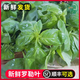 新鮮泰國(guó)甜羅勒葉食用泰國(guó)香料西餐食材調(diào)料青醬非九層塔蔬菜500g 500g